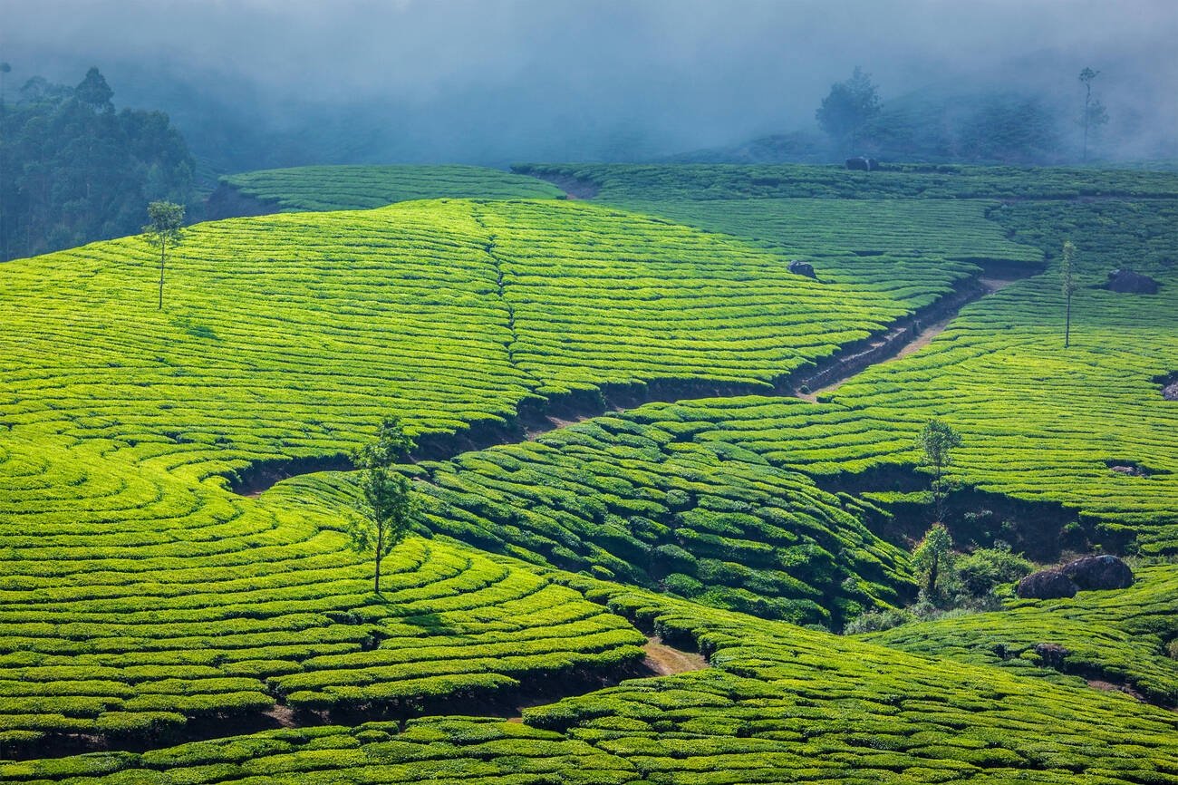 India Tour Packages 21